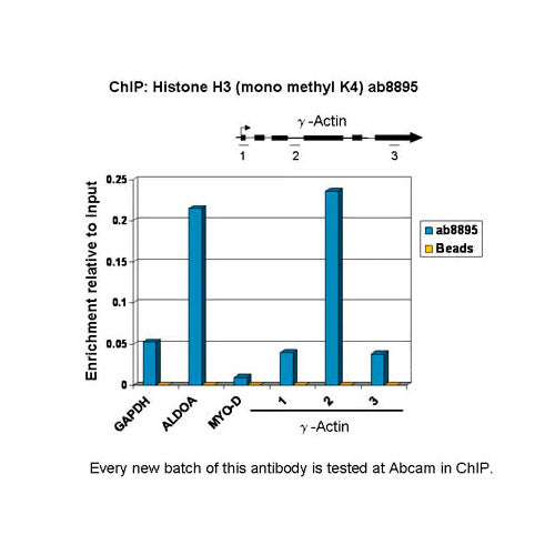 27970. ANTI-HISTONE H3 (MONO METHYL K4) ANTIBODY-CHIP GRADE 50UG ABCAM