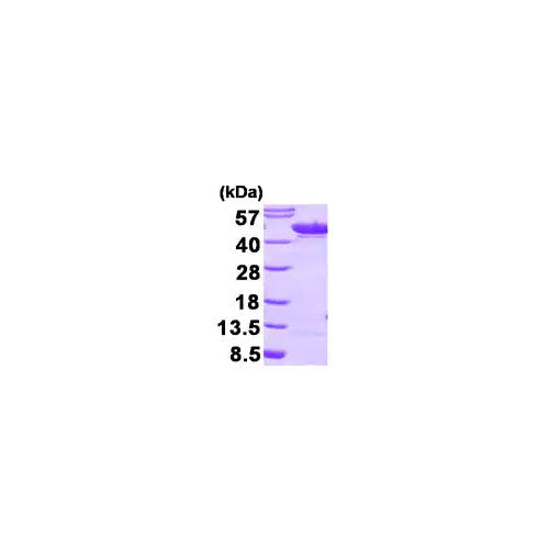 28817. RECOMBINANT HUMAN ENO1 PROTEIN (ACTIVE) 100UG ABCAM