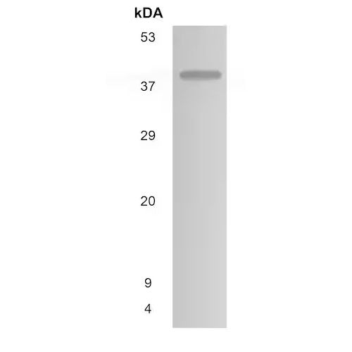 29861. ANTI-LSAMP ANTIBODY (MM0445-3H44) 50UG ABCAM