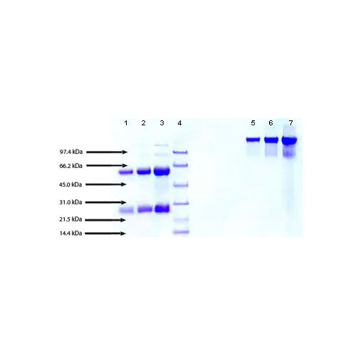 28818. NATURAL HUMAN IGA1 PROTEIN 1MG ABCAM