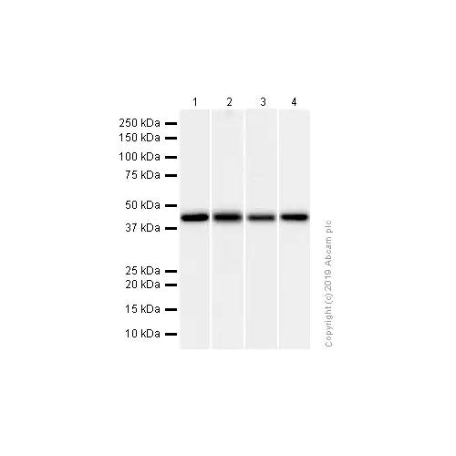 29530. RECOMBINANT ANTI-ACADM/MCAD ANTIBODY (EPR3708) 100UL ABCAM