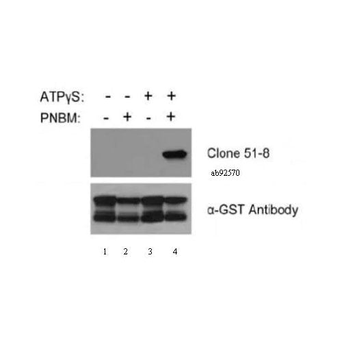 29240. RECOMBINANT ANTI-THIOPHOSPHATE ESTER ANTIBODY (51-8) 50UL ABCAM