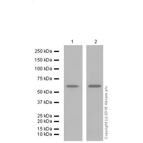23916. RECOMBINANT ANTI-SMAD1 + SMAD5 + SMAD9 (PHOSPHO S463 + S465 + S467) ANTIBODY (MMC-1-104-3) 100UL ABCAM