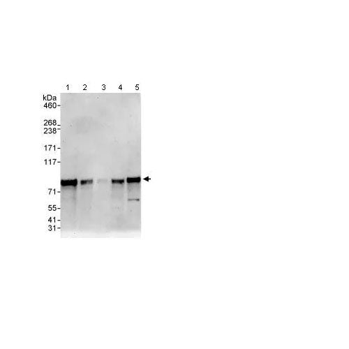 29173. ANTI-BMAL1 ANTIBODY 100UG ABCAM