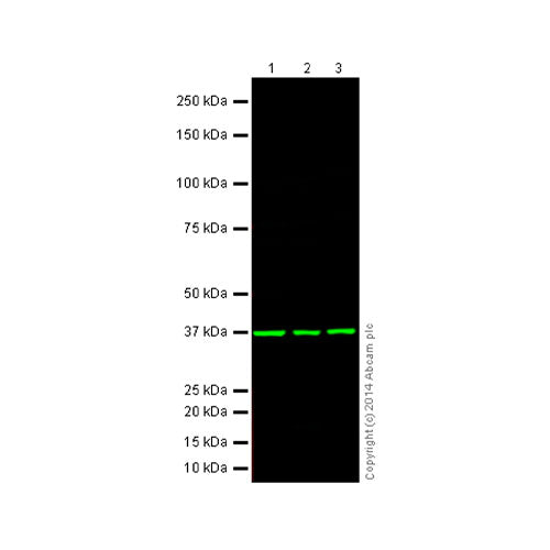 29531. ANTI-GAPDH ANTIBODY-LOADING CONTROL 250UG ABCAM