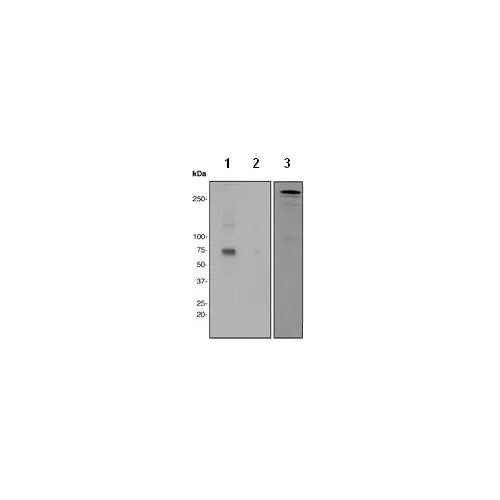 29532. ANTI-MAP2 (PHOSPHO S136) ANTIBODY (EPR2361) 100UL ABCAM