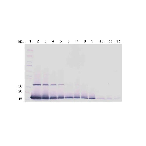 28820. ANTI-INTERFERON GAMMA ANTIBODY 100UG ABCAM