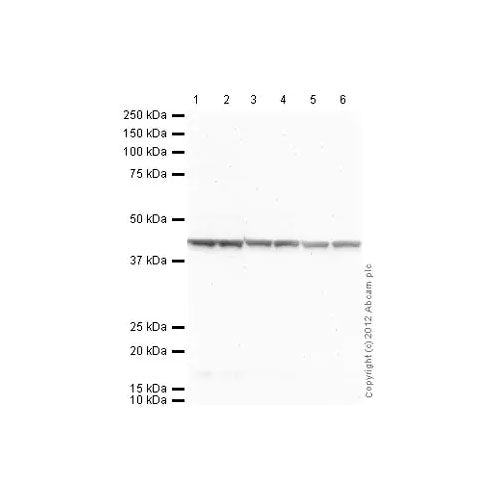 27973. GOAT ANTI-MOUSE IGG H&L (ALKALINE PHOSPHATASE) 1MG ABCAM