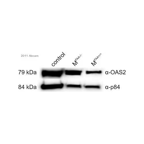 29886. GOAT POLYCLONAL SECONDARY TO RABBIT ABCAM