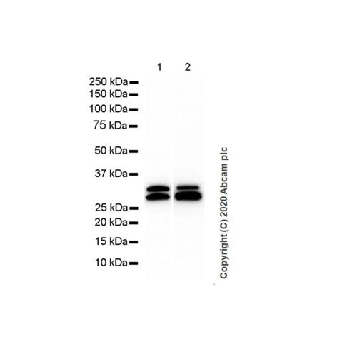 29866. RECOMBINANT ANTI-SCP3 ANTIBODY (COR 10G11/7) 100UG ABCAM