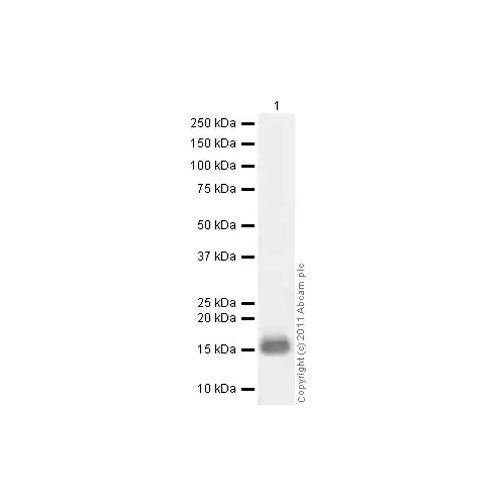 27977. RECOMBINANT HUMAN/MURINE/RAT BDNF PROTEIN 10UG ABCAM