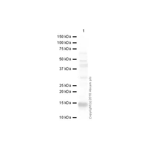 29176. ANTI-CXCL11 ANTIBODY 100UG ABCAM