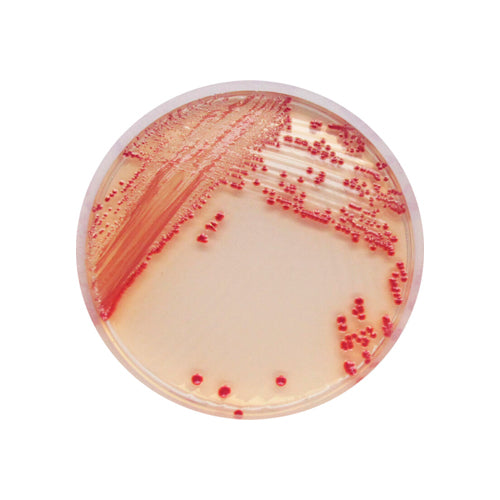 54264. ACINETOBACTER BASE 5000ML CHROMAGAR