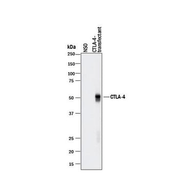 30004. HUMAN CTLA-4 ANIBODY 100UG R&D SYSTEMS