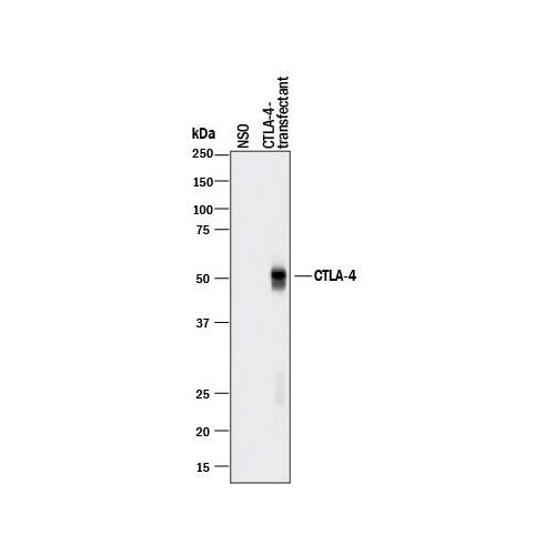 30004. HUMAN CTLA-4 ANIBODY 100UG R&D SYSTEMS