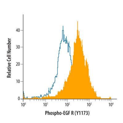 51811. HUMAN-PHOSPHO-EGF R/ERBB1 (Y1173) ANTIBODY 50UG - R&D SYSTEMS