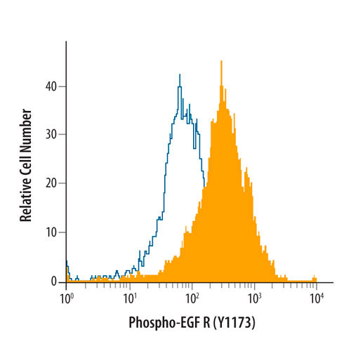 51811. HUMAN-PHOSPHO-EGF R/ERBB1 (Y1173) ANTIBODY 50UG - R&D SYSTEMS