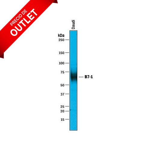 31352. HUMAN B7-1/CD80 ANTIBODY 100UG R&D SYSTEMS