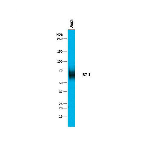 31352. HUMAN B7-1/CD80 ANTIBODY 100UG R&D SYSTEMS