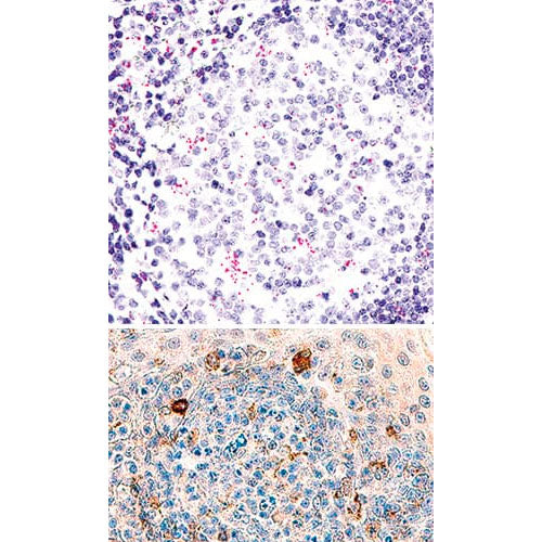 30017. HUMAN TIM-3 ANTIBODY 100UG R&D SYSTEMS