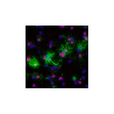 30023. HUMAN/MOUSE/RAT OLIG2 ANTIBODY 100UG R&D SYSTEMS