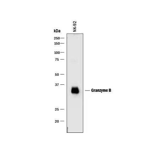 28845. HUMAN GRANZYME B ANTIBODY 100UG R&D SYSTEMS