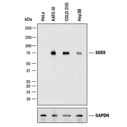 28850. HUMAN SOX9 ANTIBODY 100UG R&D SYSTEMS