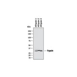 51176. HUMAN TRYPSIN PAN SPECIFIC (PRSS1/2/3) ANTIBODY 100UG - R&D SYSTEMS
