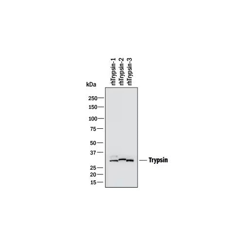 51176. HUMAN TRYPSIN PAN SPECIFIC (PRSS1/2/3) ANTIBODY 100UG - R&D SYSTEMS