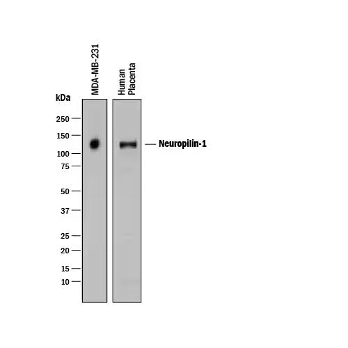 28206. HUMAN NEUROPILIN-1 ANTIBODY 100UG R&D SYSTEMS