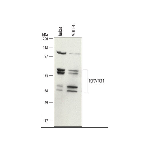 30016. HUMAN TCF7/TCF1 ANTIBODY 100UG R&D SYSTEMS