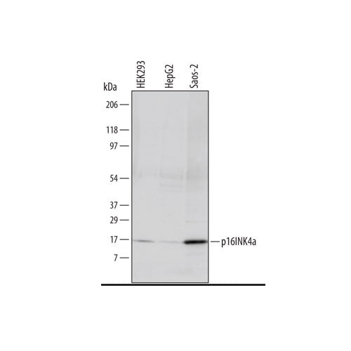 30014. HUMAN P16INK4A/CDKN2A ANTIBODY 100UG R&D SYSTEMS