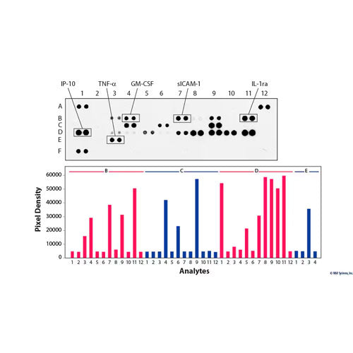50434. PROTEOME PROFILER HUMAN PHOSPHO-RTK ARRAY KIT  - R&D SYSTEMS
