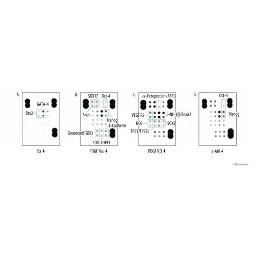 29575. PROTEOME PROFILER HUMAN PLURIPOTENT STEM CELL ARRAY KIT R&D SYSTEMS