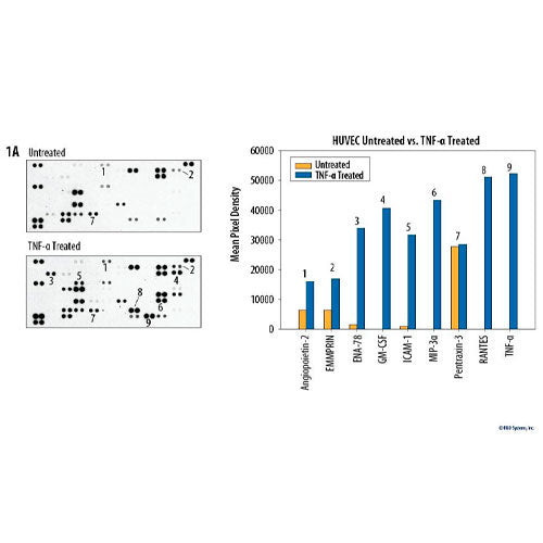 55958. PROTEOME PROFILER HUMAN XL CYTOKINE ARRAY KIT R&D SYSTEMS