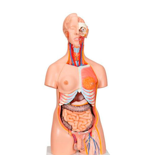 23725. MODELO DE TORSO DE LUJO DE DOBLE SEXO, 24 PARTES 3B SCIENTIFIC