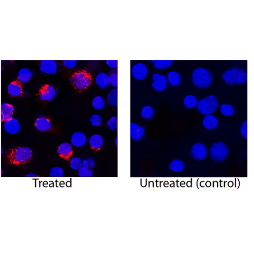 30011. HUMAN IL-4 BIOTINYLATED ANTIBODY 50UG R&D SYSTEMS