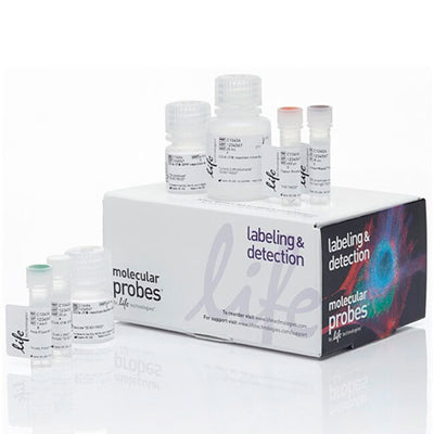 31116. KIT DE ENSAYO DE SINTESIS DE PROTEINAS CLICK-IT PLUS OPP ALEXA FLUOR 488 INVITROGEN