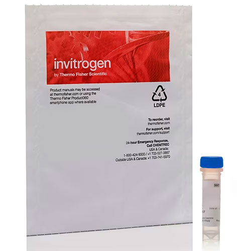29621. MEMBRANA PLASMATICA CFP CELLLIGHT BACMAM 2.0, 1ML INVITROGEN