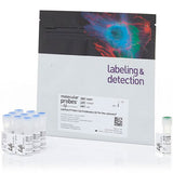 29951. KIT DE PROLIFERACION CELLTRACE VIOLET P/CITROMETRIA DE FLUJO 180 ENSAYOS INVITROGEN