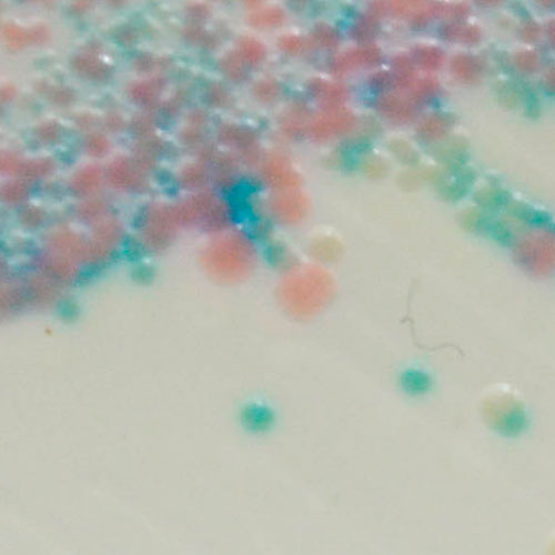 29696. STAPHYLOCOCCUS 5000ML CHROMAGAR