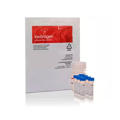 27560. KIT DE ENSAYO DE ULTRA AMILASA ENZCHEK INVITROGEN