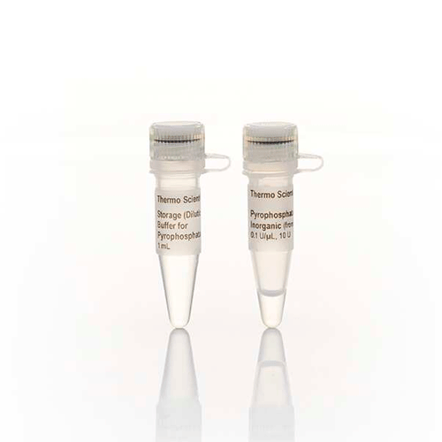 27617. PIROFOSFATASA INORGANICA (0.1U/UL) 10U THERMO SCIENTIFIC