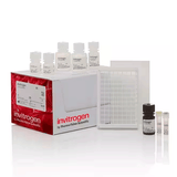 27383. KIT DE ACTIVIDAD FLUORESCENTE DE ACETILCOLINESTERASA 2 X 96 TESTS INVITROGEN