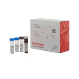 27373. NTPROBNP HUMAN PROCARTAPLEX SIMPLEX KIT 96 TESTS INVITROGEN