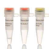 51790. ENZIMA DE RESTRICCION ECO91I (BSTEII) (10U/UL) 5000U - THERMO SCIENTIFIC