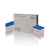 27367. FURA-2- AM PERMEANTE CELULAR 20 X 50UG INVITROGEN