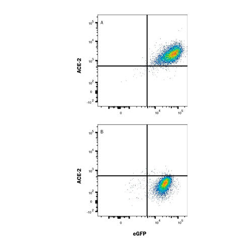 29567. HUMAN ACE-2 PE-CONJUGATED ANTIBODY 100 TESTS R&D SYSTEMS