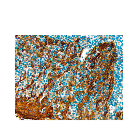 23382. HEMATOXYLIN COUNTERSTAIN 500ML VECTOR