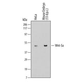 30000. GOAT ANTI-RAT IGG HRP AFFINITY PURIFIED PAB 1ML R&D SYSTEMS